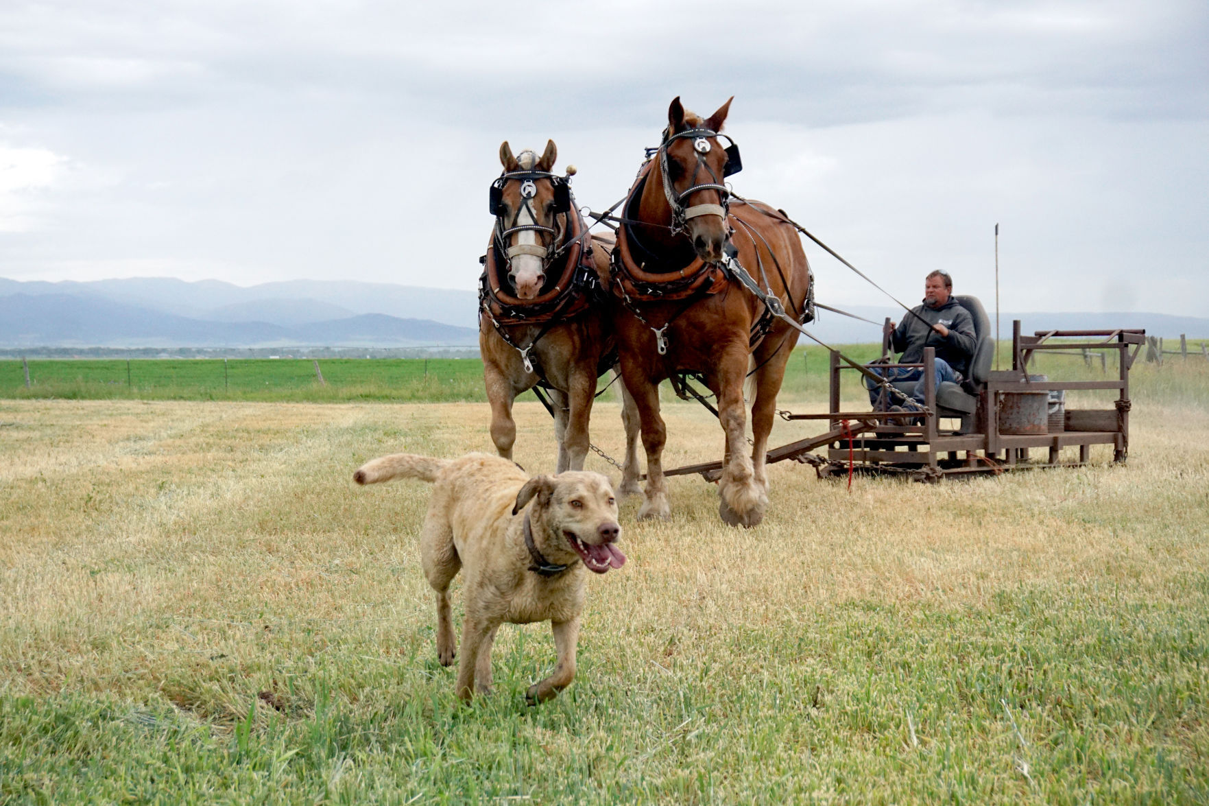 horse pull.jpg